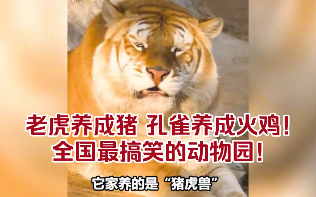 老虎养成猪,全国最牛的动物园!哔哩哔哩bilibili