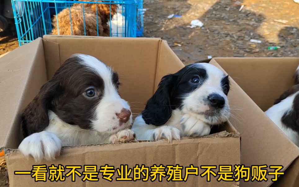 退役警犬生了6只史宾格犬,长得太可爱了,买下1只哔哩哔哩bilibili