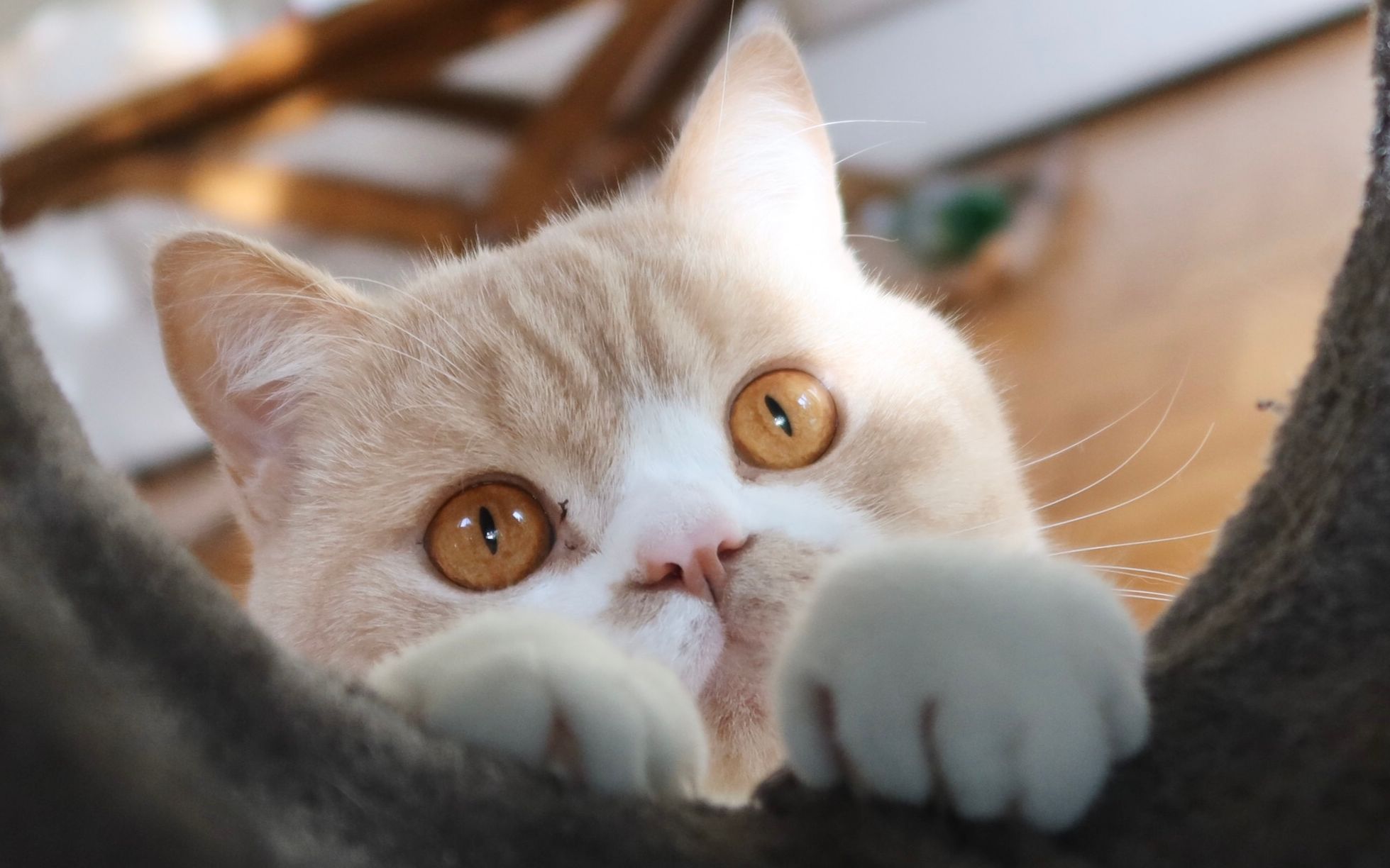 铲屎官在家办公,粘人猫咪疯狂撒娇,终于知道自己为什么效率低了!