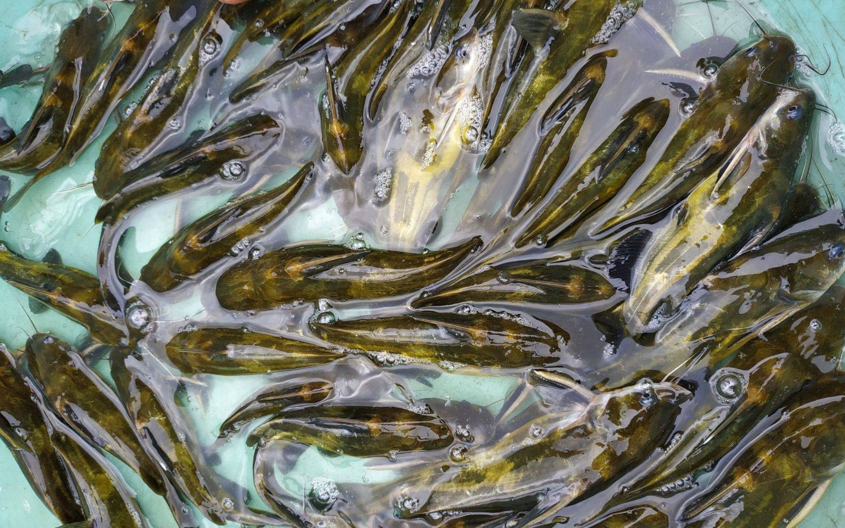 禾棠花黄骨鱼养殖技术指导农村合作养殖的创业新机遇