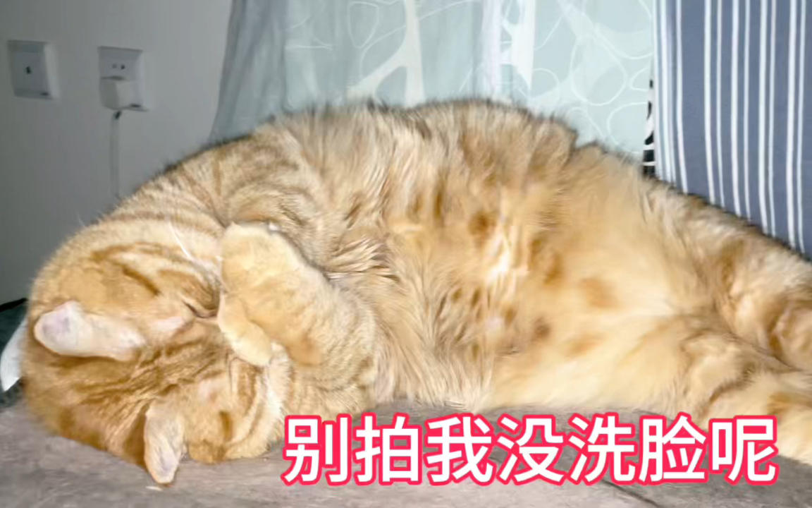 [图]肥猫和猫爸的睡姿简直神同步！