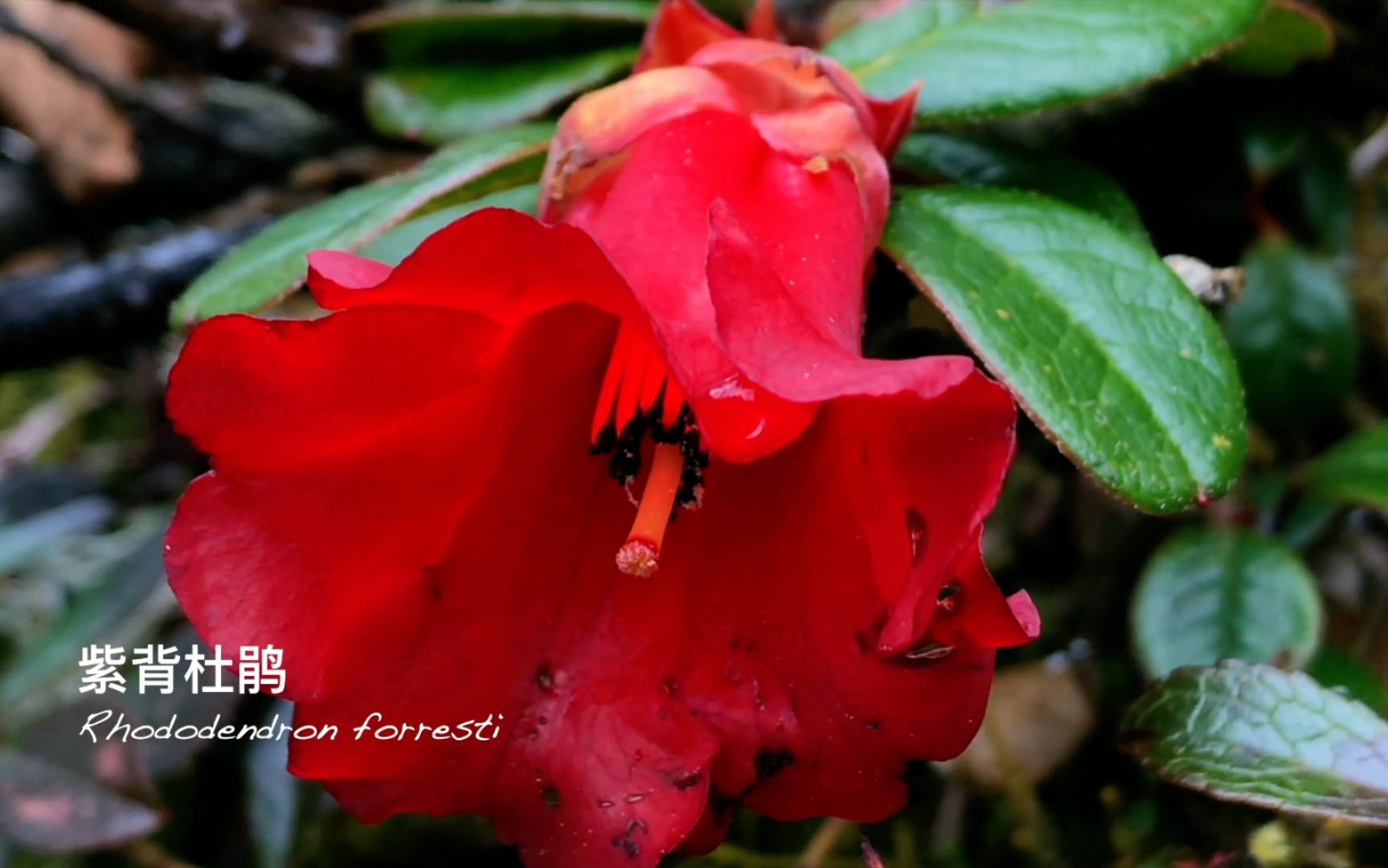 海拔4000米,冰雪覆盖着的一团火红正在盛开——紫背杜鹃_哔哩哔哩