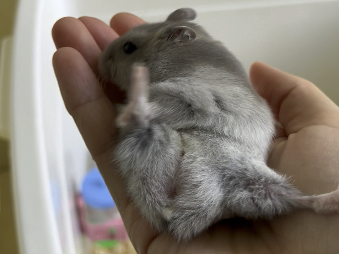 【仓鼠】肥得已经无法翻身了