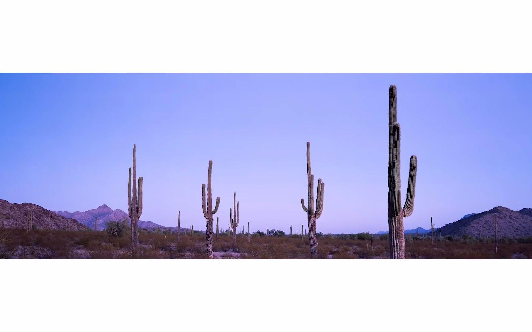 Photography On Location Sonoran Desert Saguaros/外景拍摄索诺拉沙漠仙人掌哔哩哔哩bilibili