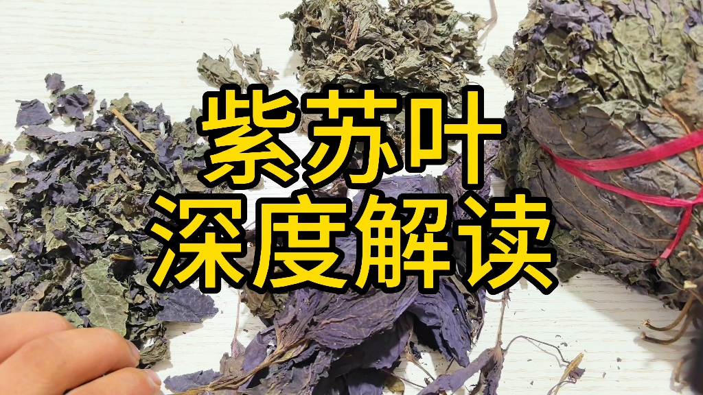 紫苏叶 深度解读 教你一些你能用到的知识哔哩哔哩bilibili