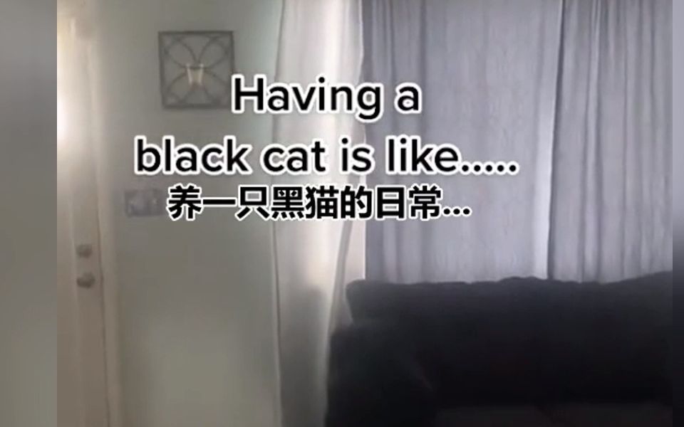 养黑猫是一种什么样的体验?哔哩哔哩bilibili