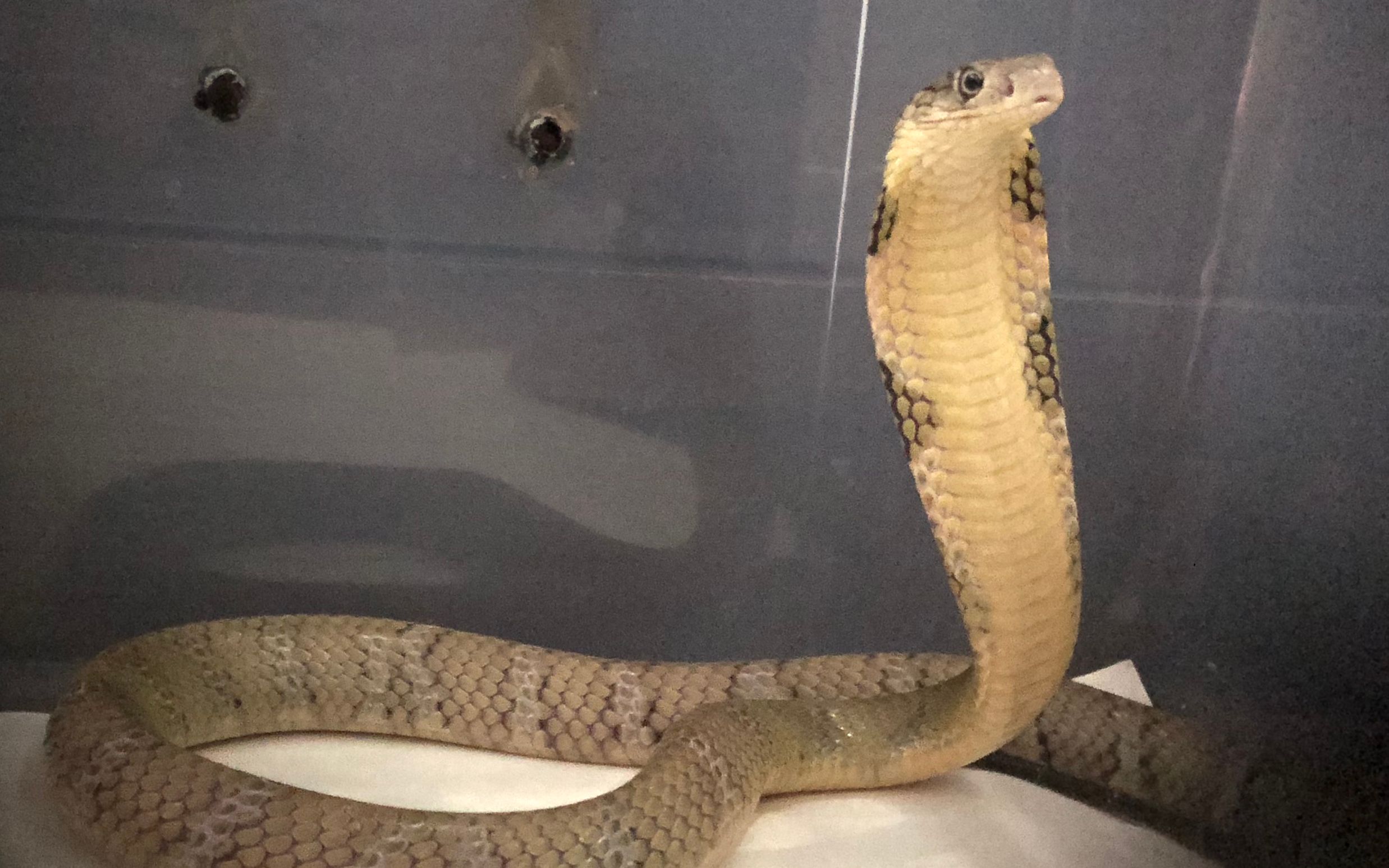 家养眼镜王蛇 蜕皮过程记录