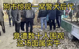 农村狗市出现一窝警犬后代，竟遭数十人围观这场面真牛价格还不贵