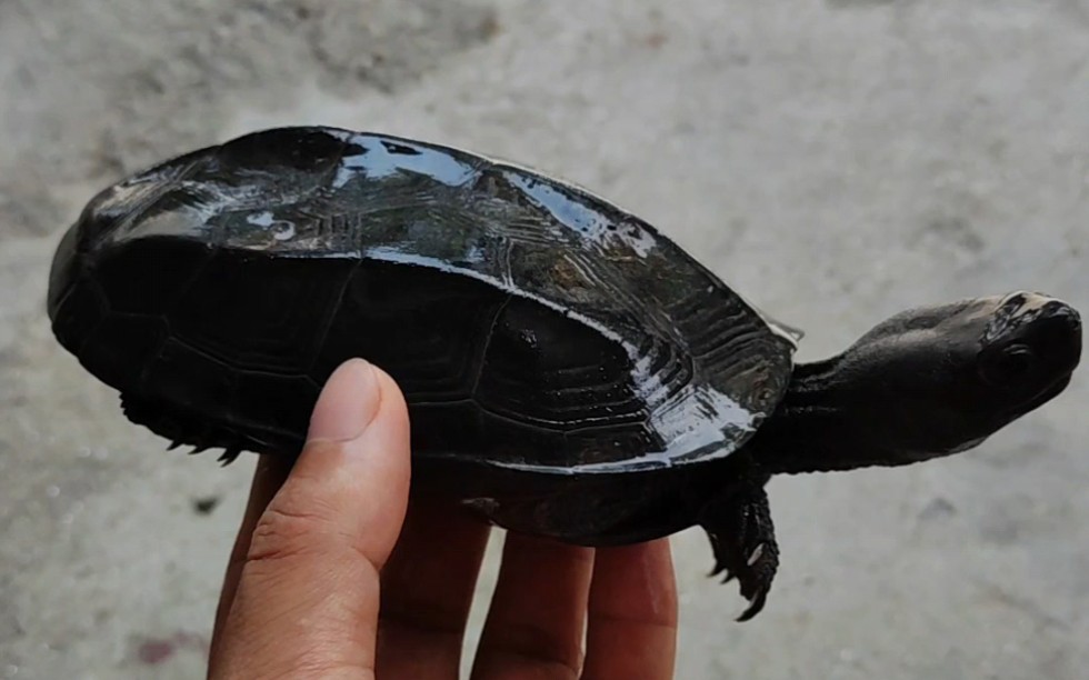 大头墨 墨龟 刀刻纹墨_哔哩哔哩_bilibili