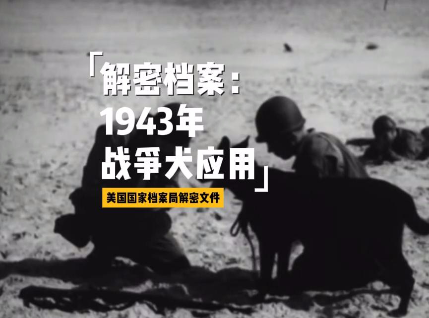 解密档案:这才是军犬真正的用途 | 1943年珍贵影像 | 美国国家档案局解密哔哩哔哩bilibili