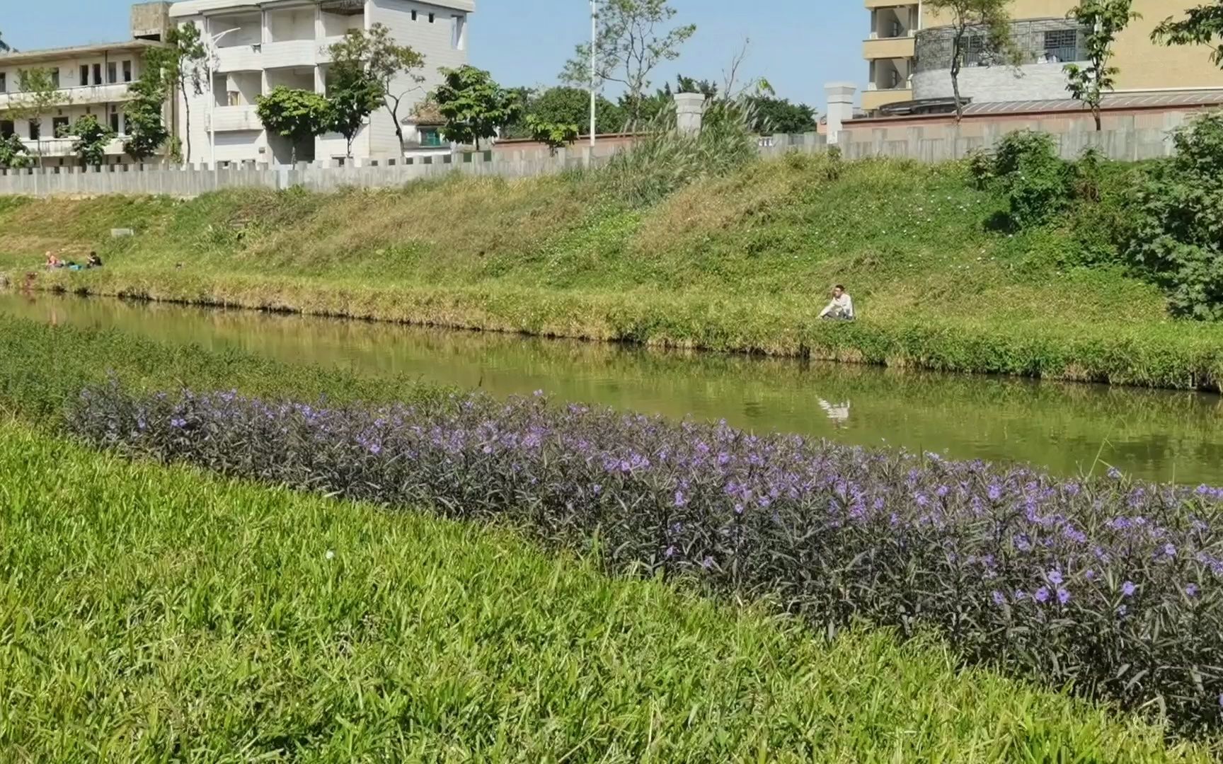 江门市鹤山市龙口镇龙口大道之寻找钓鱼点哔哩哔哩bilibili