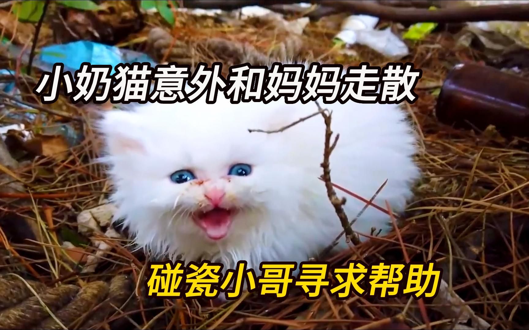 [图]小猫咪和妈妈走散了，着急地趴在地上哭泣，还好遇到了善良小哥