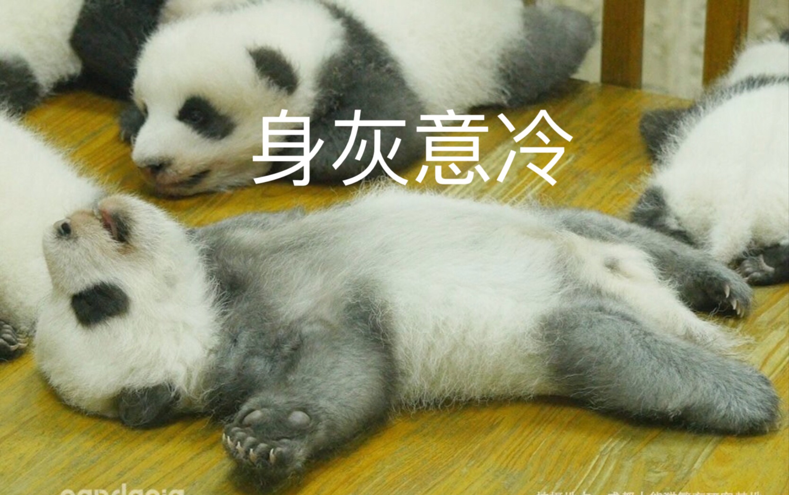 [图]#大熊猫雅竹x雅韵x成实# 【小灰灰被欺负的童年】但是蓉城飞猪在 不教实仔度假山