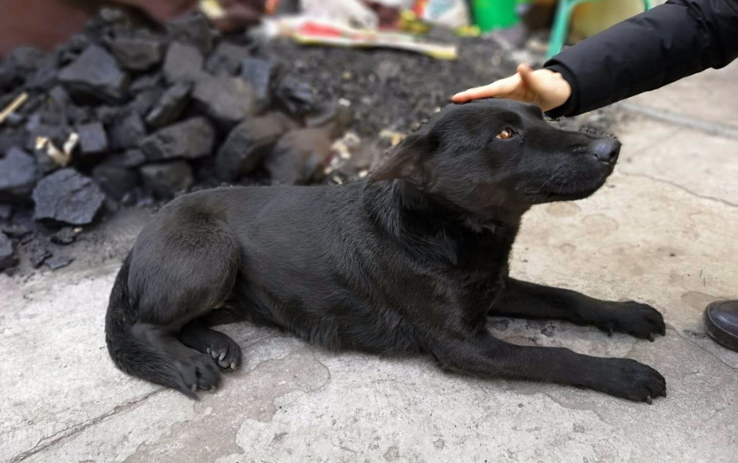 【中华田园犬】冬天撸狗吧