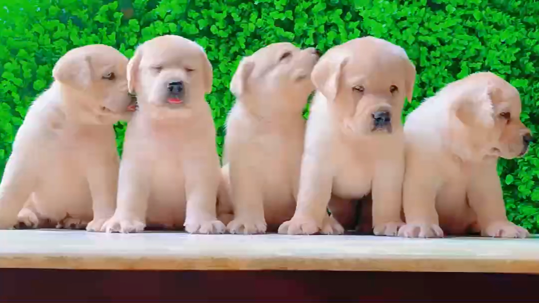 北京犬舍哪里有纯种英系金毛幼犬
