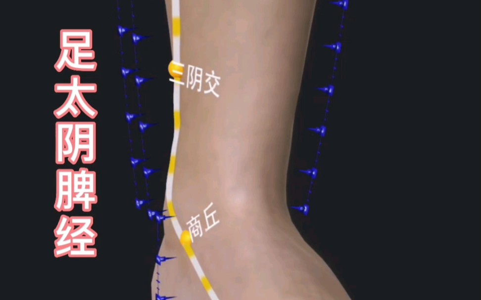 [图]足太阴脾经模型图