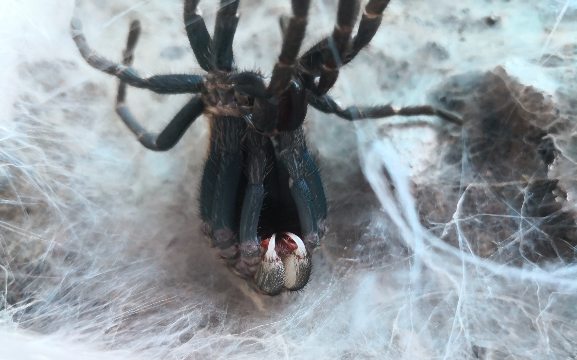 活动作品零距离观察捕鸟蛛毒牙震撼