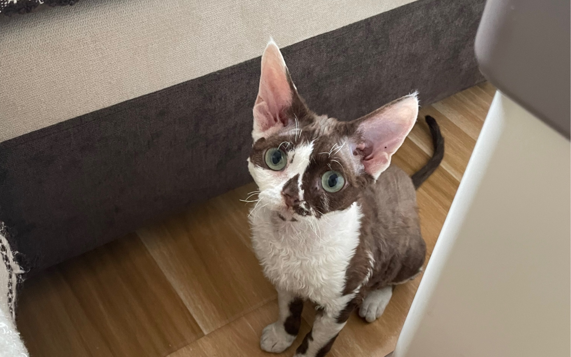 七个月的小猫咪怎么会有川字纹啊