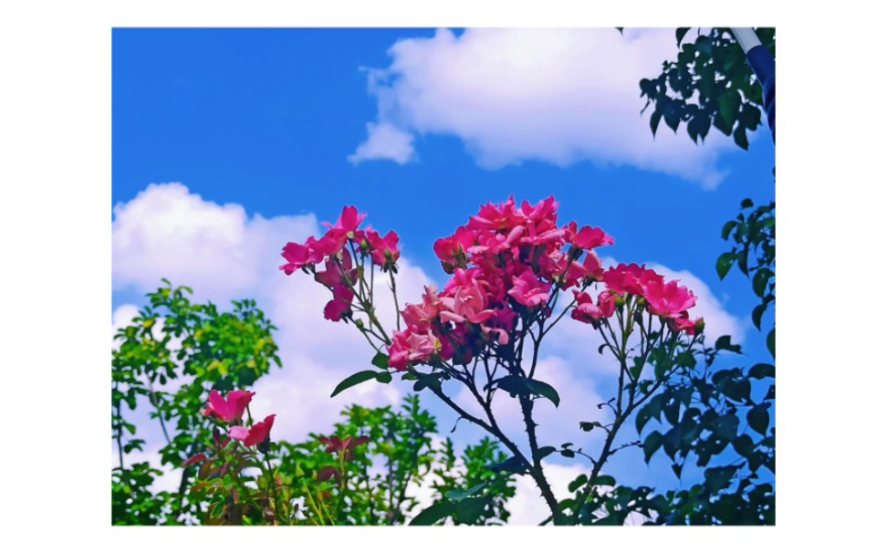 [图]扫街 夏日序曲