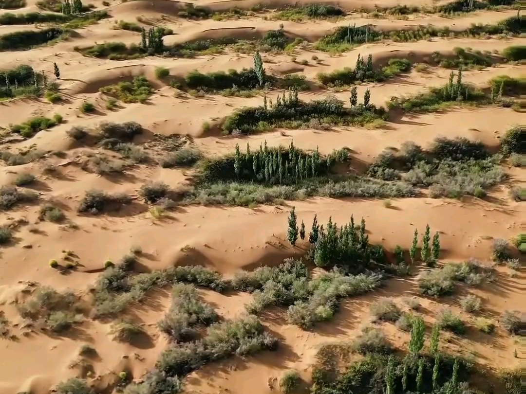 老外看中国沙漠植树
