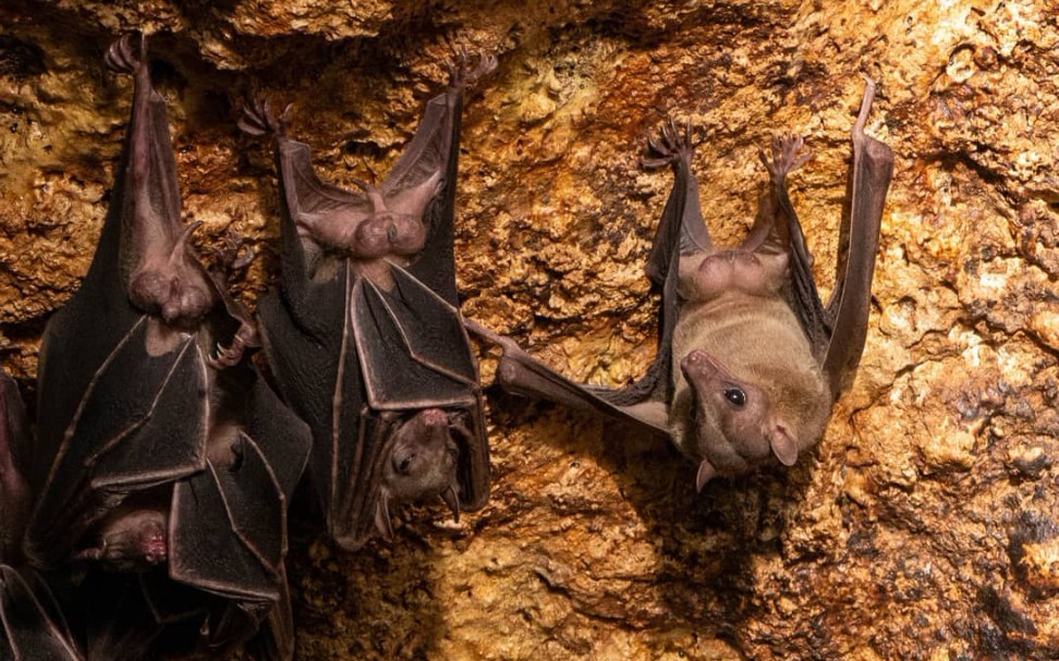 【蝙蝠】【入洞探蝠】世界上最大的蝙蝠聚居群落之一——菲律宾萨马尔