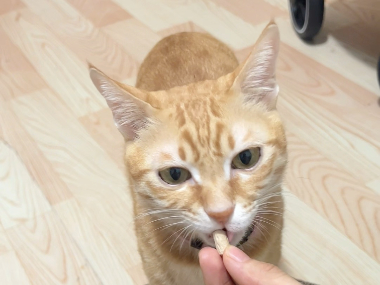 串串是聪明小猫，包被……