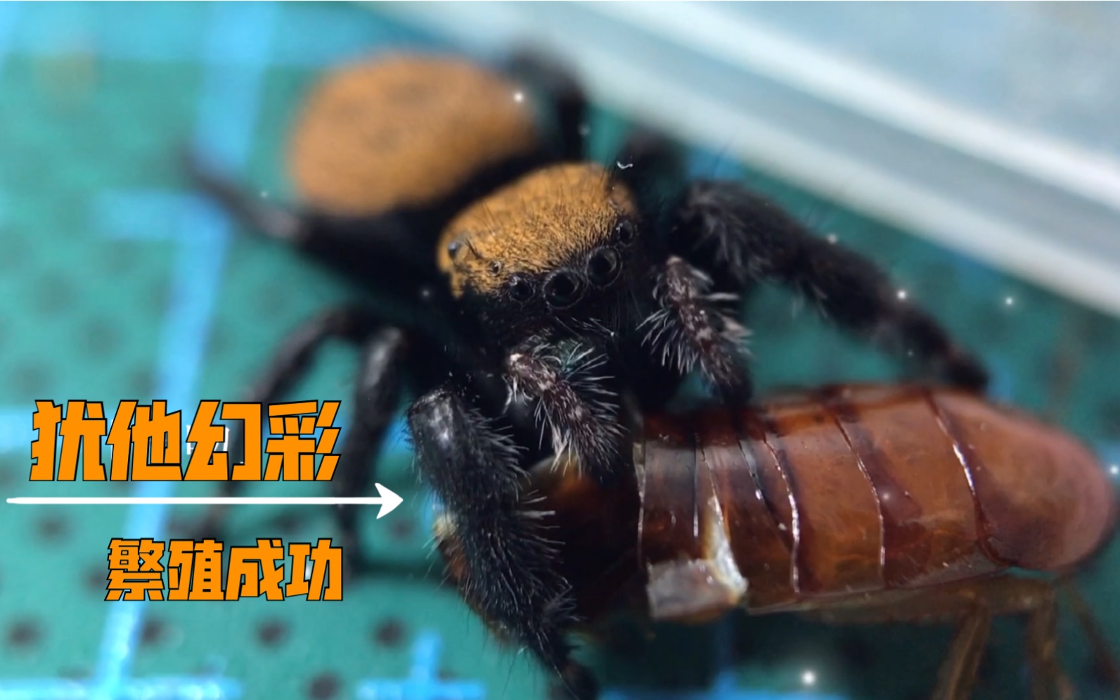 跳蛛日常p属犹他幻彩成功繁殖