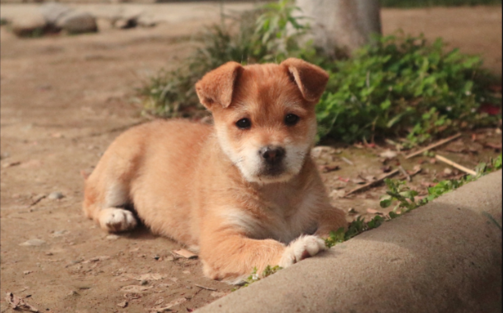 我叫图图,我是一只可爱的田园犬