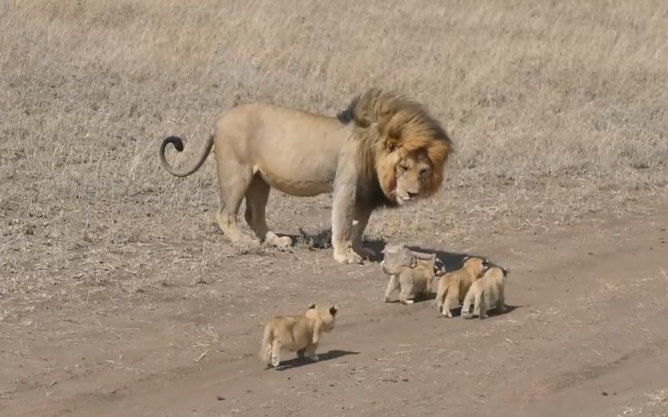 活动  狮子爸爸和妈妈谁更会带孩子?