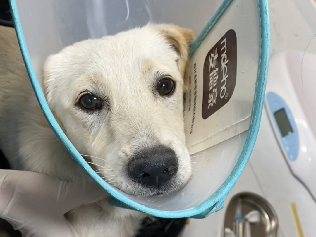 刚捡到生病小狗的时候 在医院输液