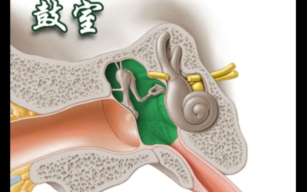 中耳鼓室影像解剖哔哩哔哩bilibili