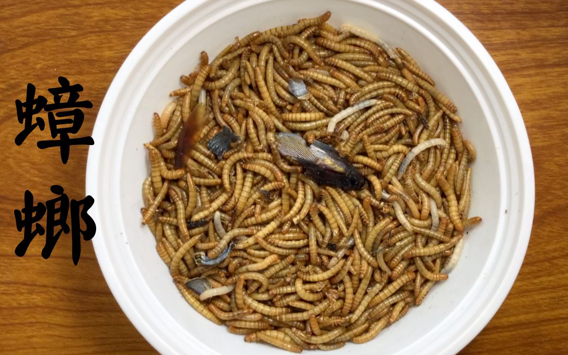 蟑螂被大量面包虫围住结果被肢解