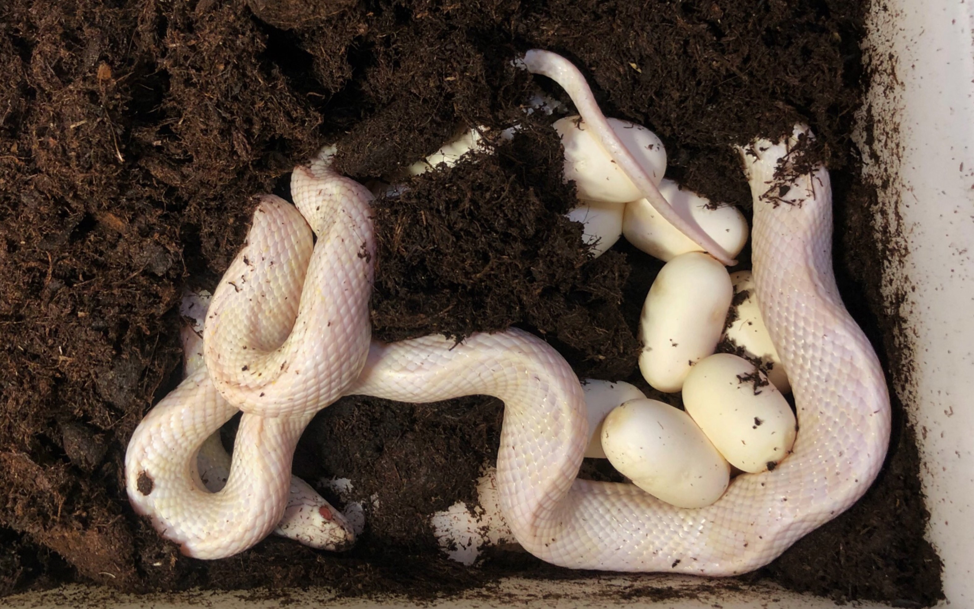 更新一波新的捡蛋视频(暴风雪玉米蛇)_哔哩哔哩_bilibili