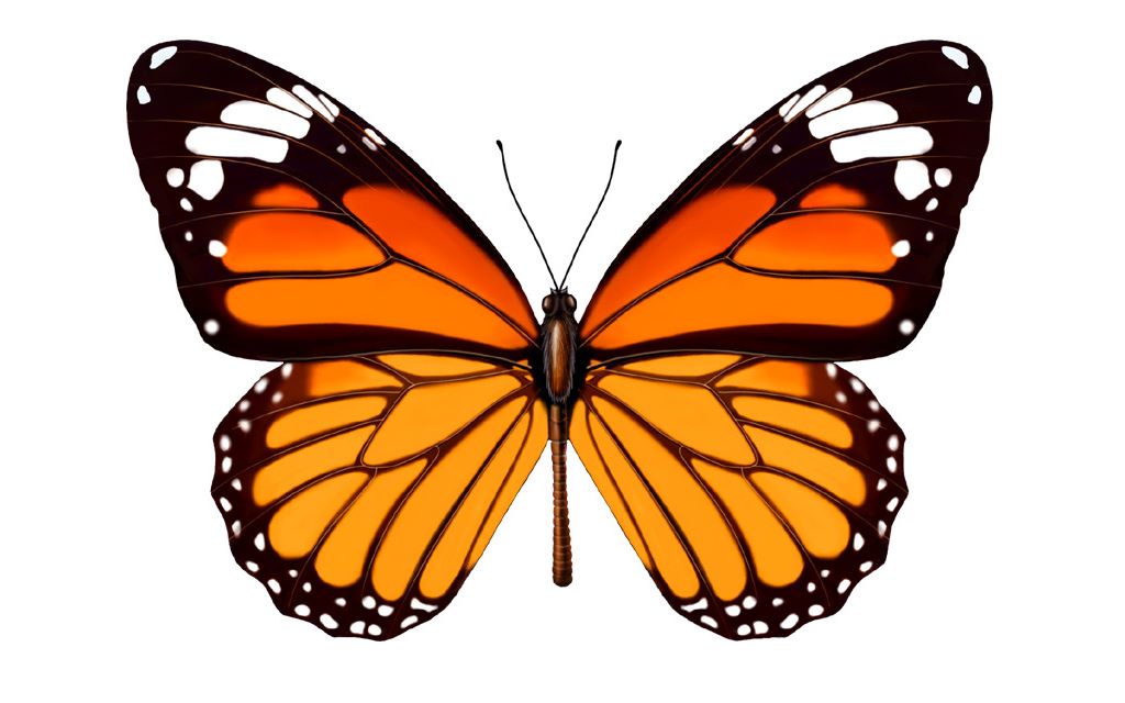 3d建模(一个逼真的蝴蝶模型)_哔哩哔哩_bilibili