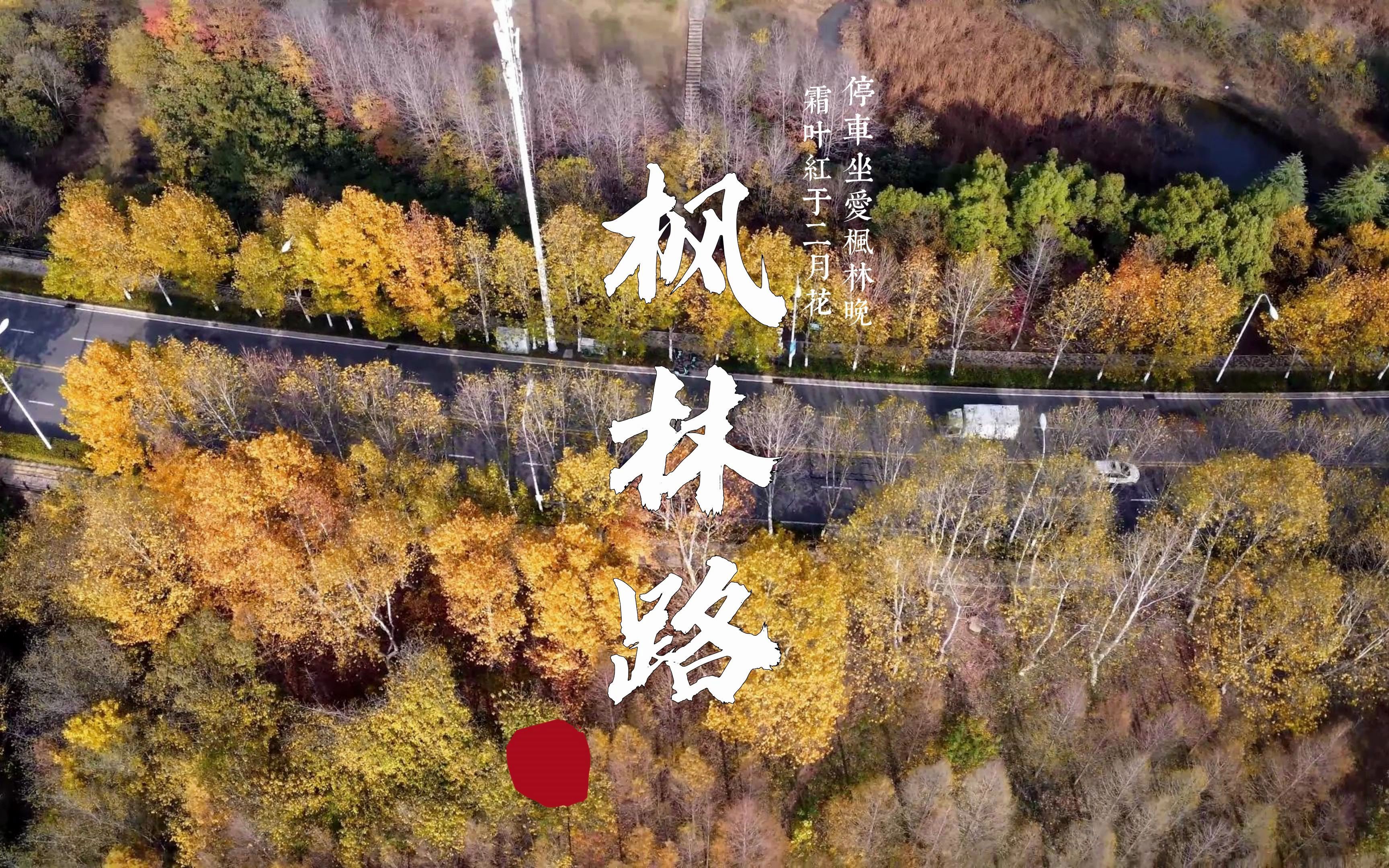 航拍合肥枫林路秋天景色哔哩哔哩bilibili