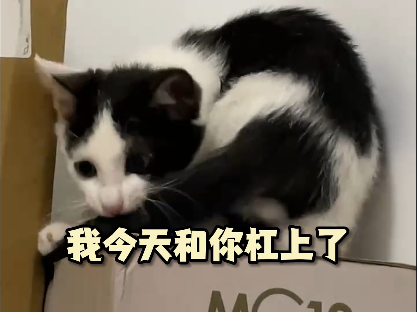 他真的很像一条狗.