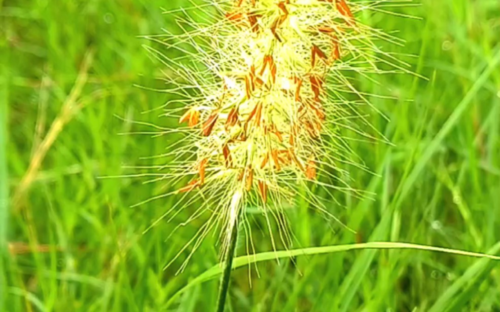 【今日花语ⷮŠ狼尾草】狼尾草,看似平凡,却蕴藏着无尽的力量和冷静.别因外表,而轻视它的内在.哔哩哔哩bilibili