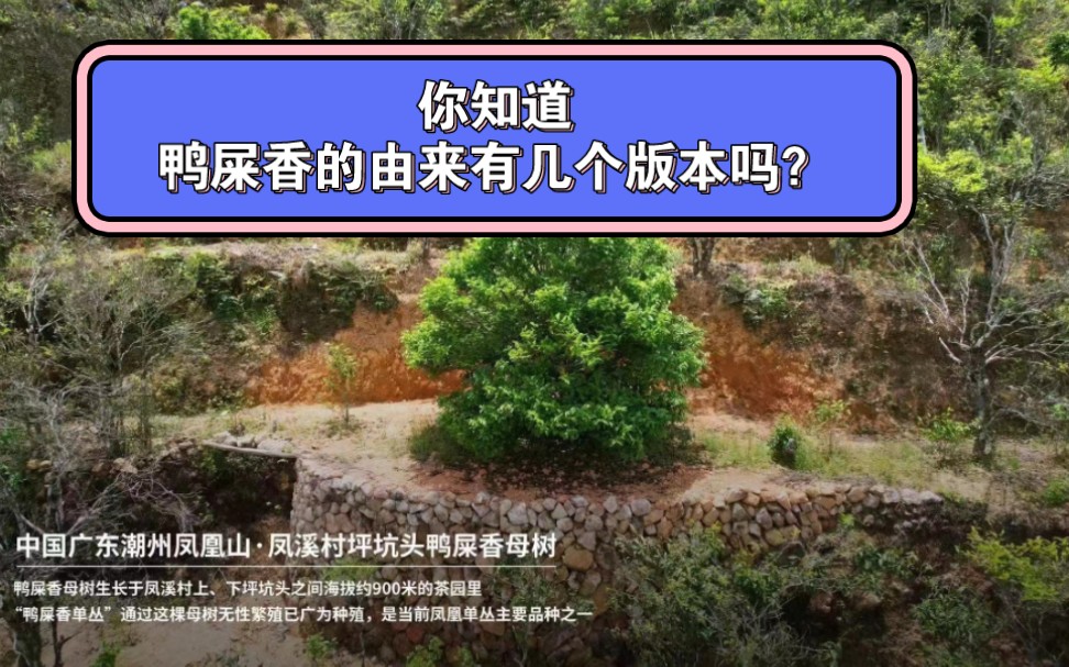 不同品种的凤凰单丛茶,价格差异是明显的.很多茶友没喝过单丛,但是他们都知道的宋种,耳熟能详的鸭屎香,价格也可能只是中低端而己.哔哩哔哩...