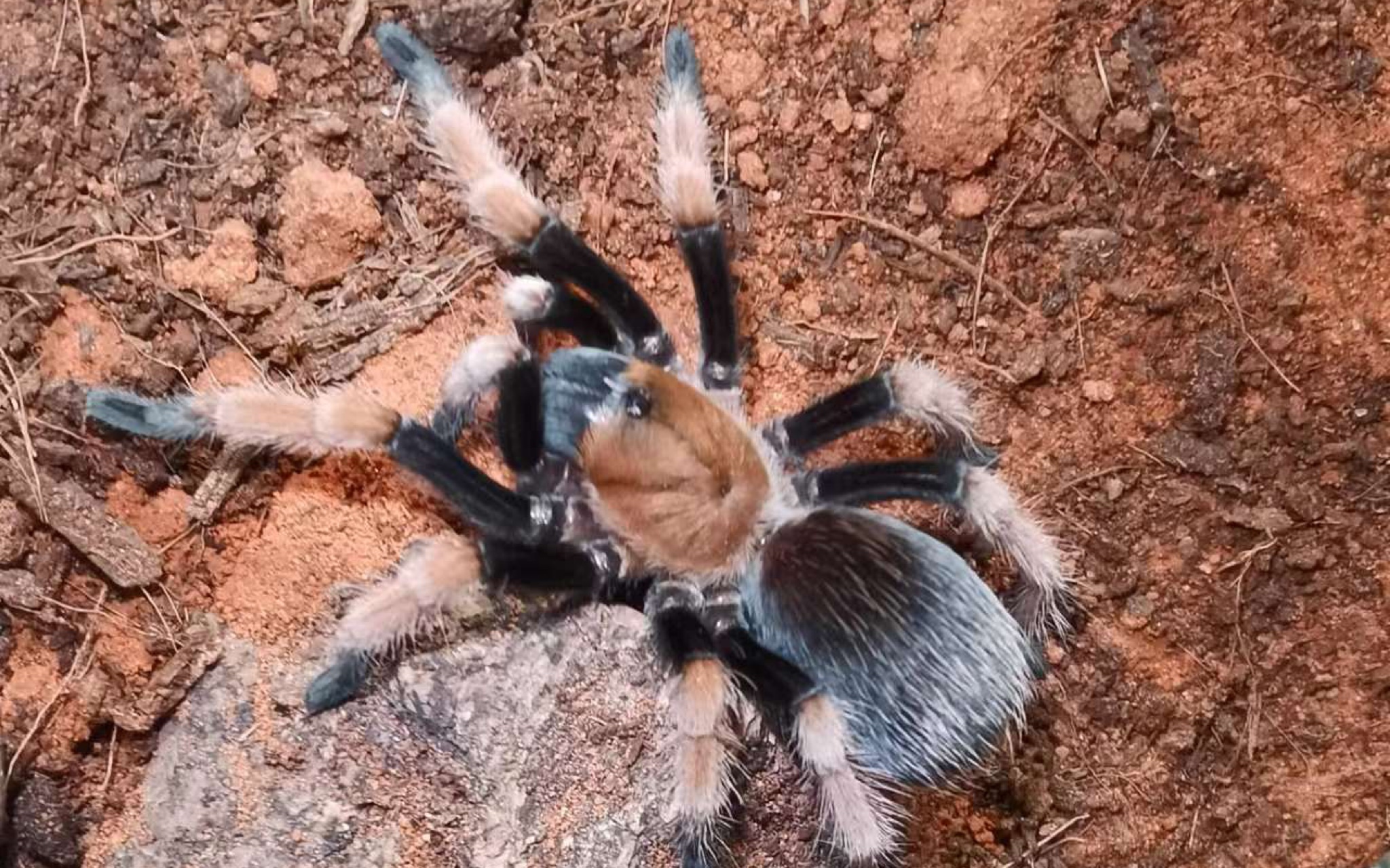 蜕皮后的小墨西哥血脚捕鸟蛛磨牙霍霍