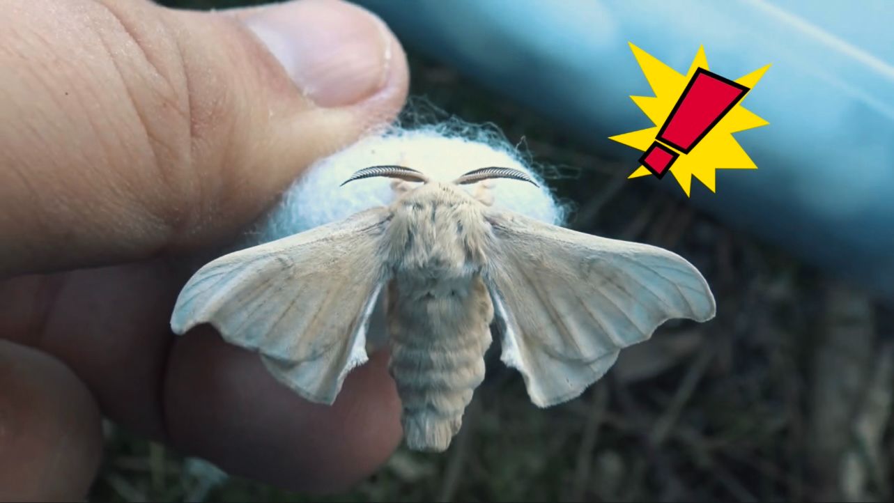 呆萌可爱的蚕,可以当宠物吗?两月半的实操视频告诉你,可以!