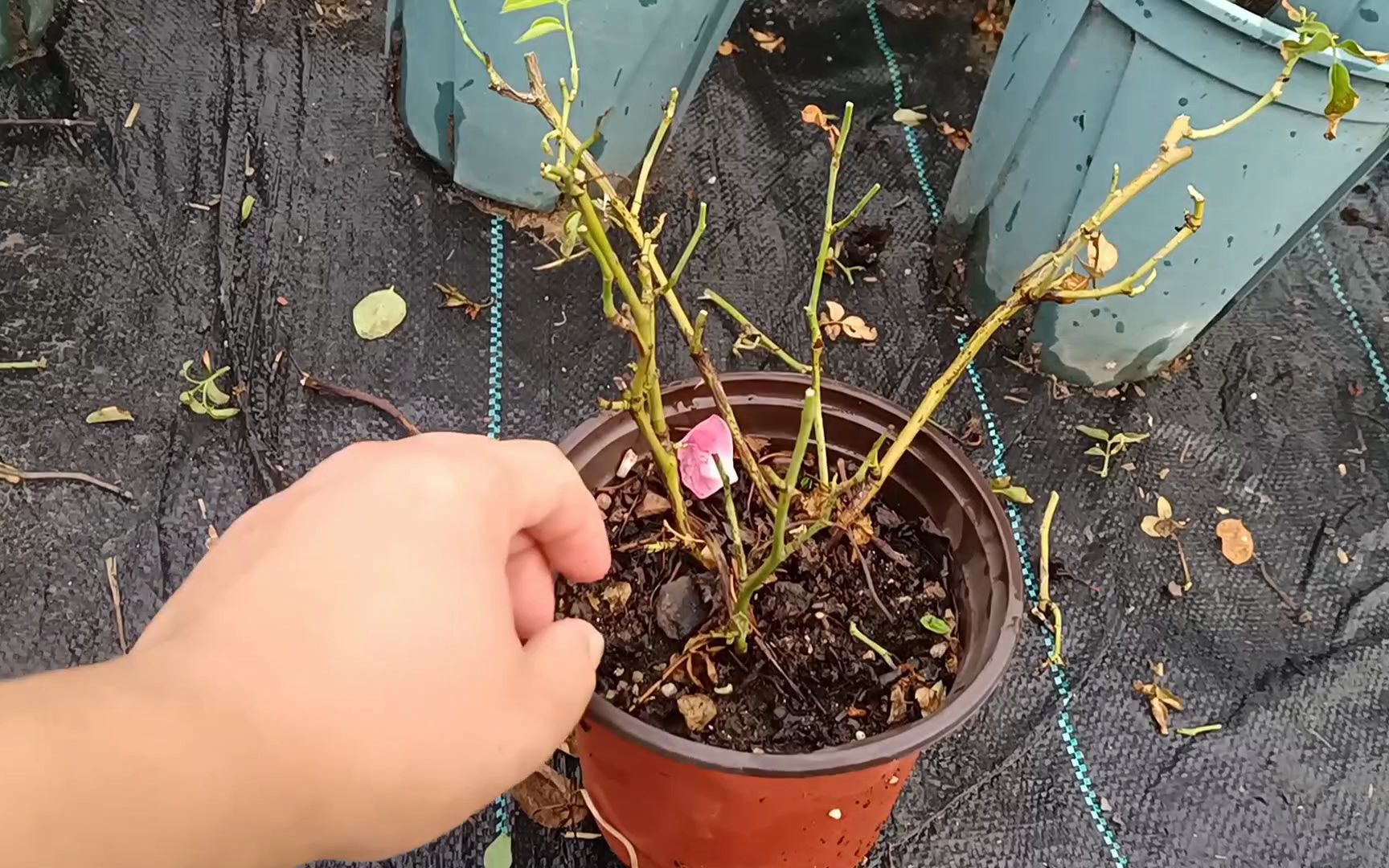 夏天月季花烧根了能换盆吗?怎么换盆成活率高?教你一招