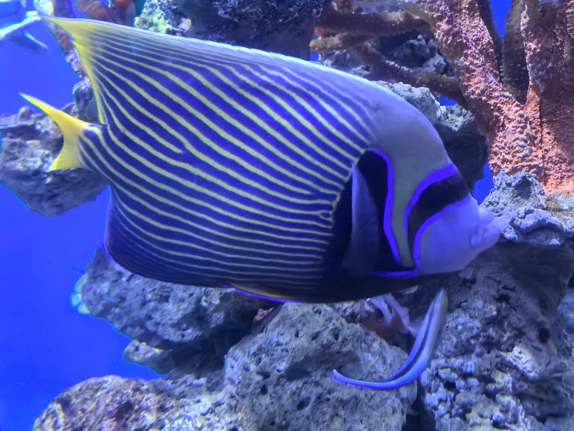 国家海洋博物馆偶遇"鱼医生"免费行医