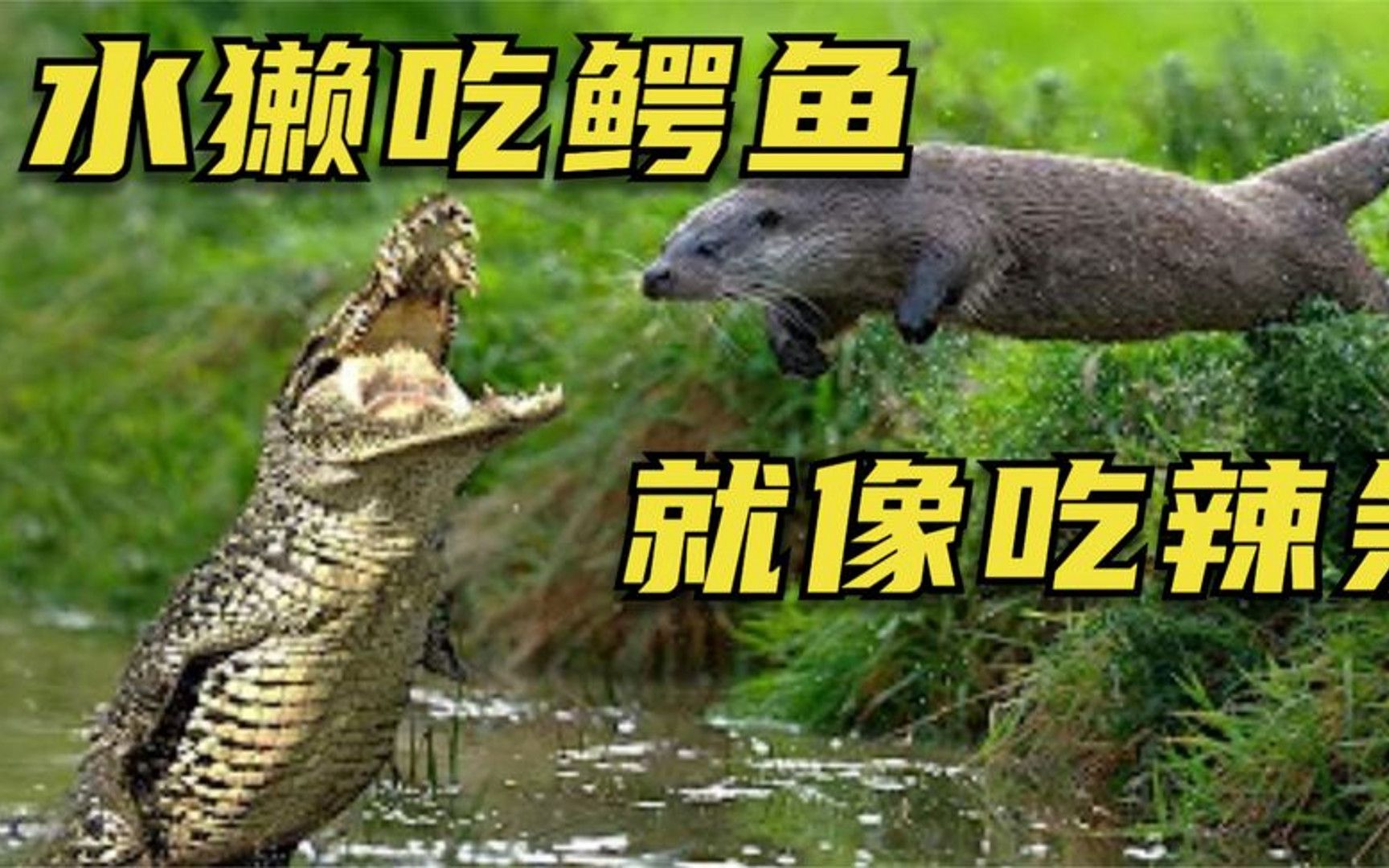 鳄鱼与水獭图片