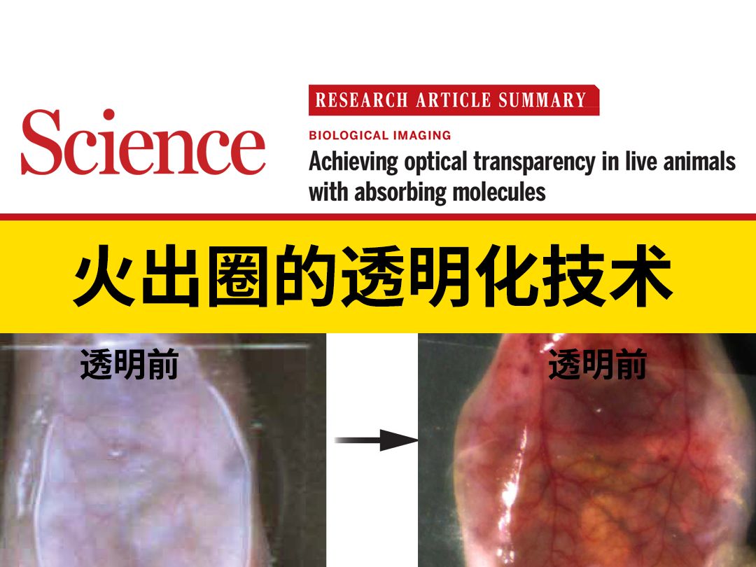 《Science》爆火的活体皮肤透明化技术,透明后直视五脏六腑!哔哩哔哩bilibili