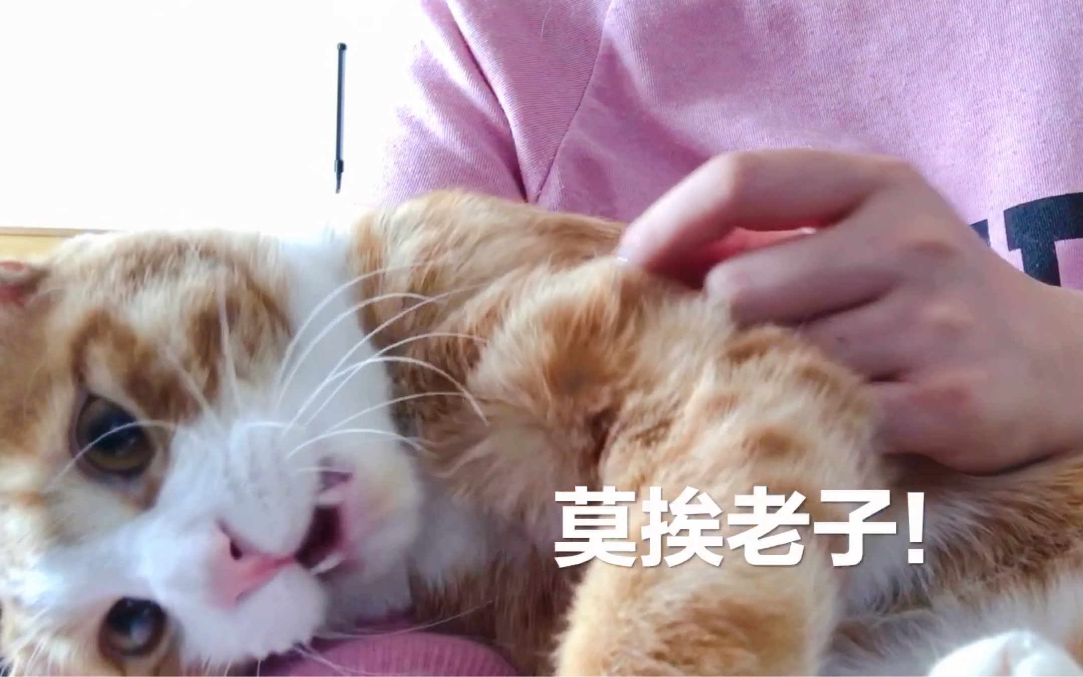 莫挨老子中华气死猫橘猫来钱儿给暴躁社会猫剪指甲