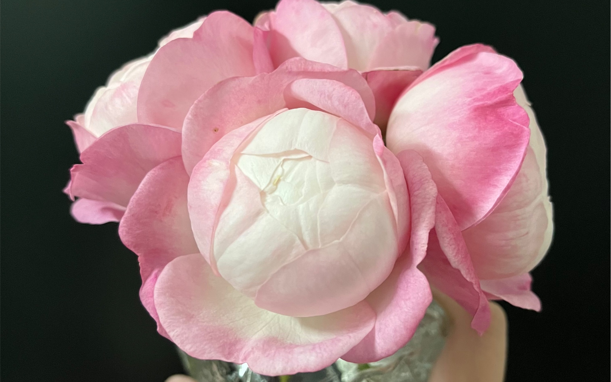 月季-草莓杏仁饼