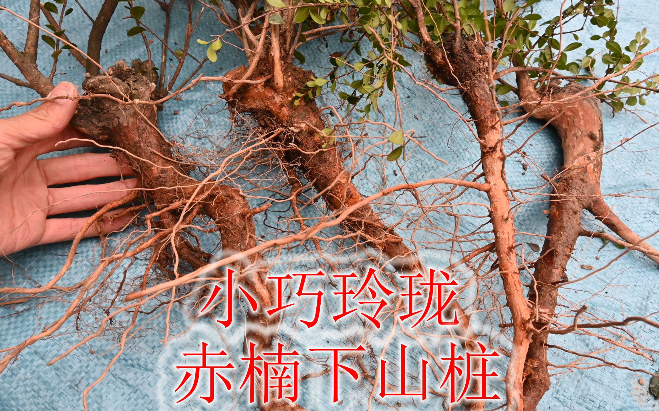 赤楠"文人桩"小巧玲珑,根好看伴有木疙瘩,适合盆栽盆景观赏_哔哩哔哩