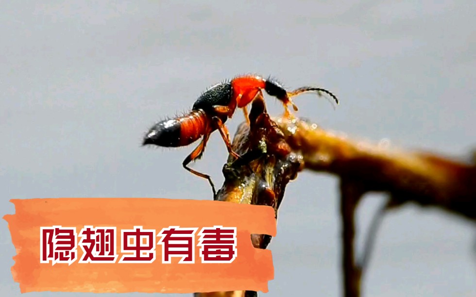 [图]隐翅虫:蚁形甲虫，体长0.6～0.8厘米，头、胸、腹部为黑色和橘红色相间。体内有强酸性液体，毒的很，详情可百度了解