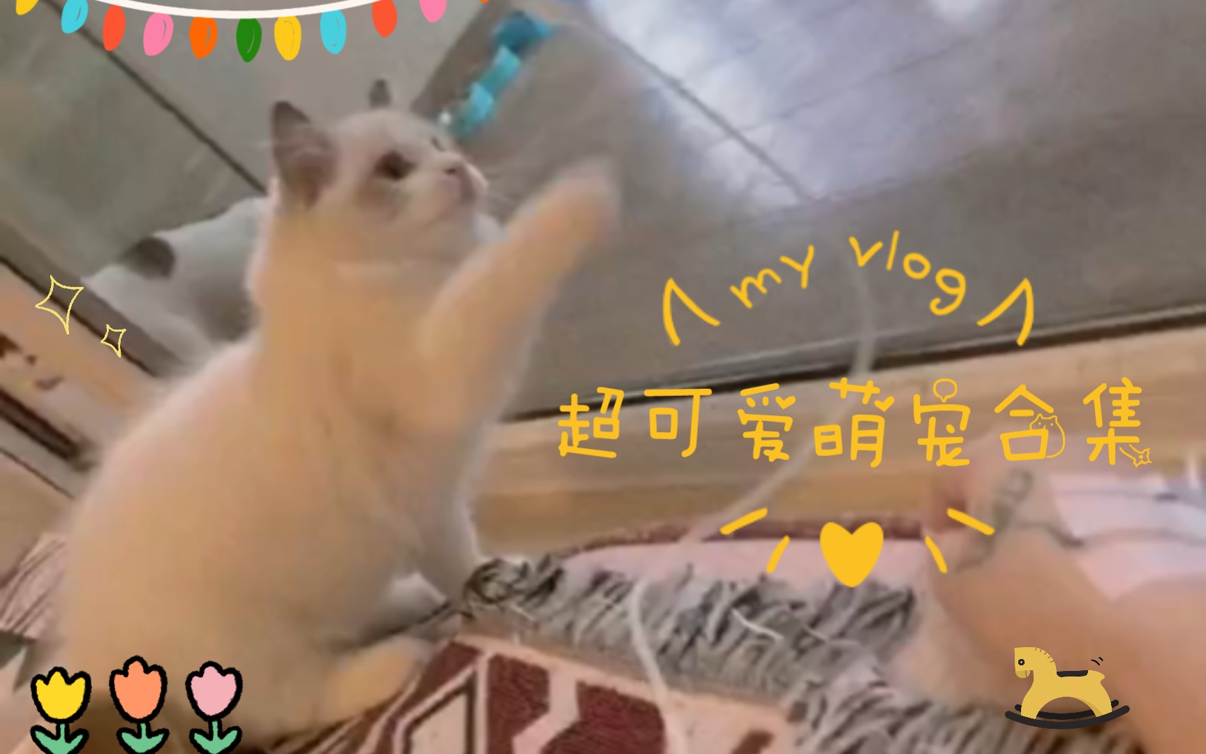 十斤猫九斤都是反骨哔哩哔哩bilibili