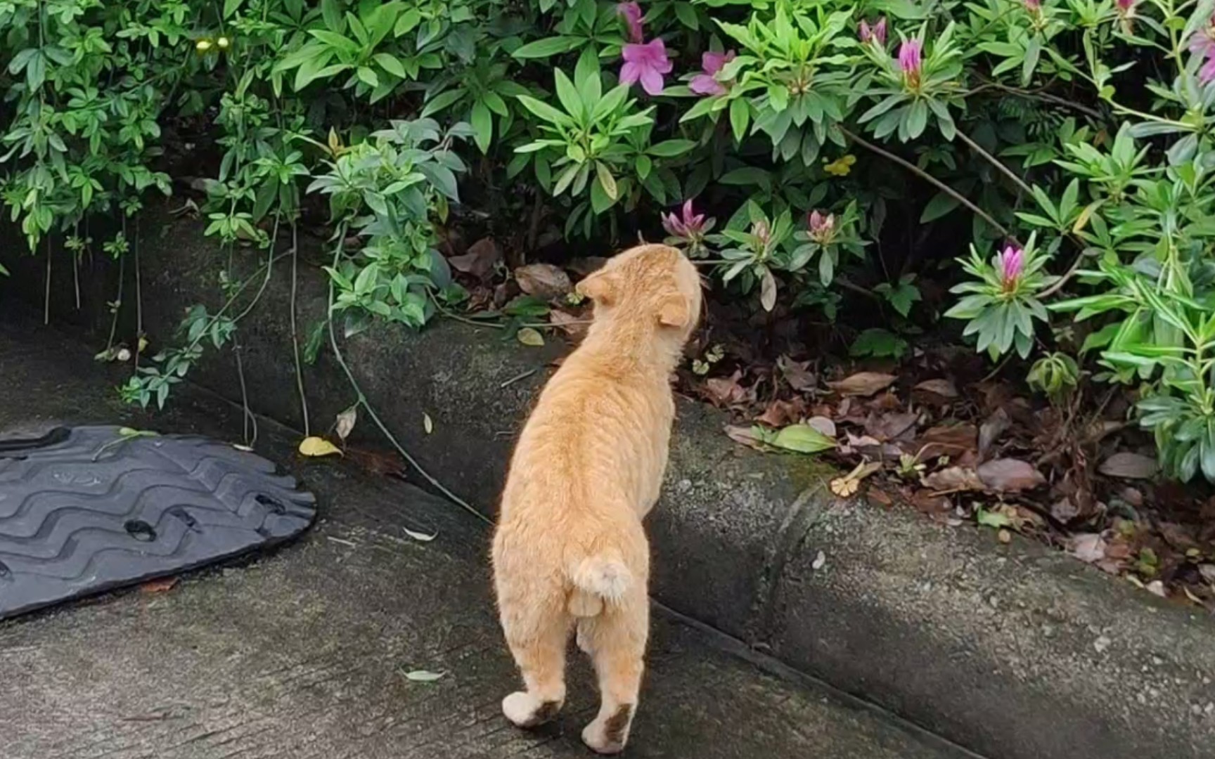 断尾大蛋蛋猫学长轻嗅花香